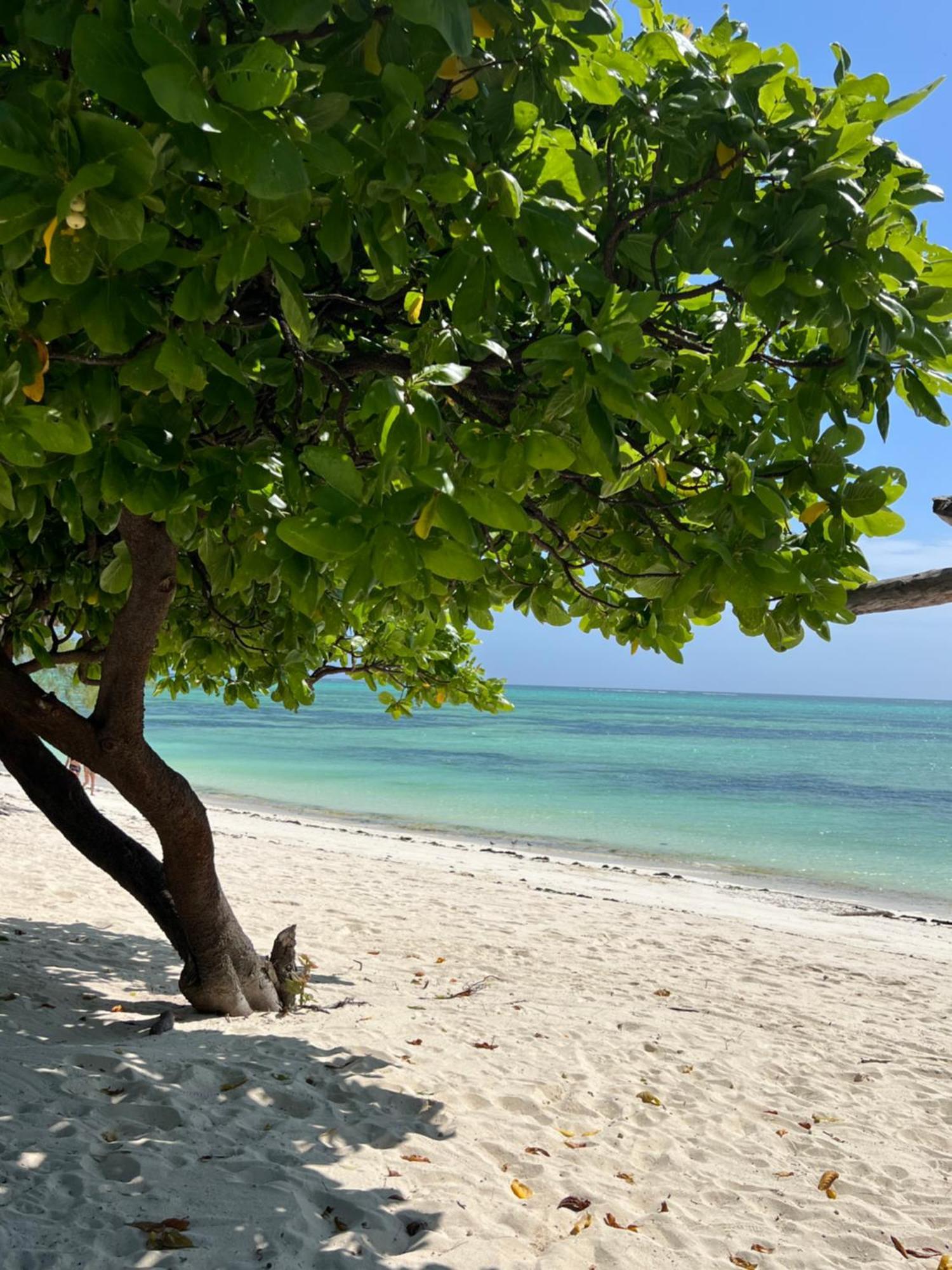 Ujamaa Beach Resort Makunduchi Eksteriør billede